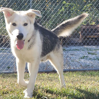 Husky-name to come soon!