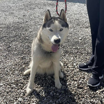 LUNA MOON - Puppy Area