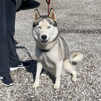 LUNA MOON - Puppy Area