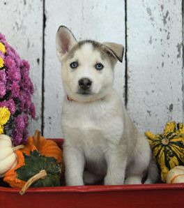 Max