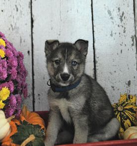 Milo