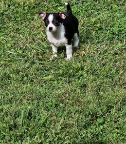 Minnie