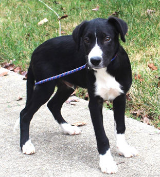 PUPPY CHAPLIN
