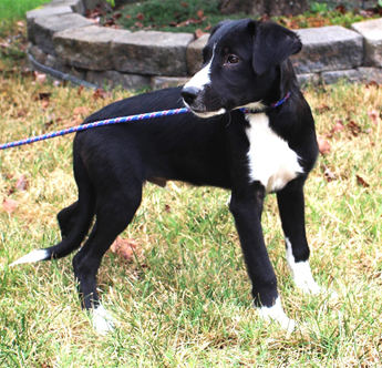 PUPPY CHAPLIN