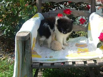 Pansy