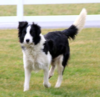 Scamper