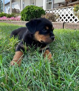 Sheila