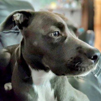 Shyanne - Puppy Area