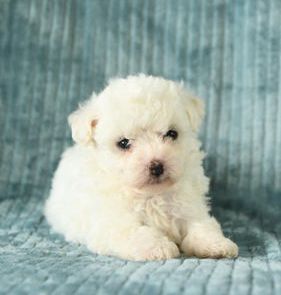 Tiny Muffin