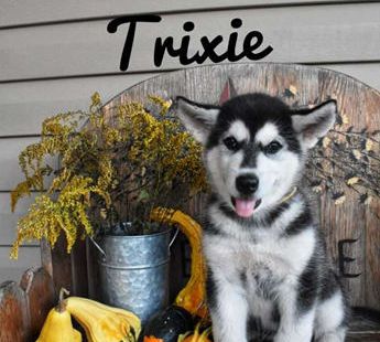 Trixie