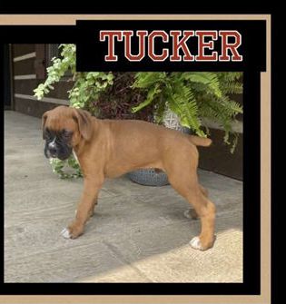 Tucker