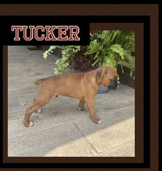 Tucker