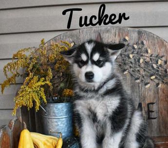 Tucker