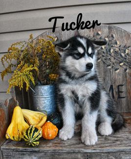 Tucker