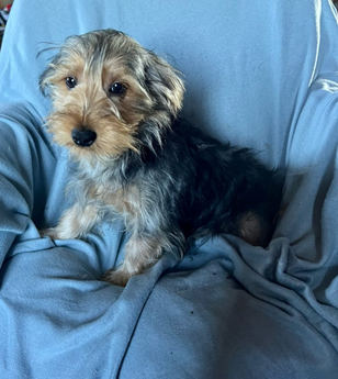 Albert-boy