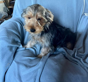 Albert-boy