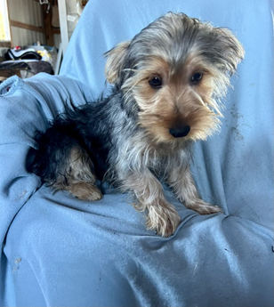 Albert-boy