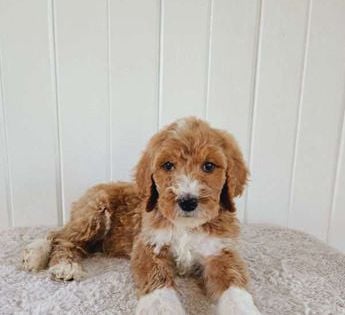 Baxter