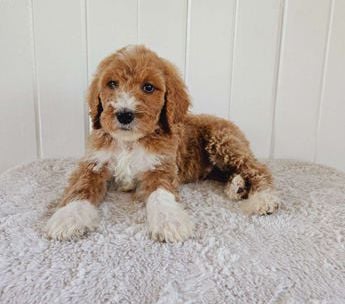 Baxter