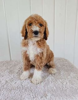 Baxter