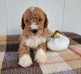 Baxter
