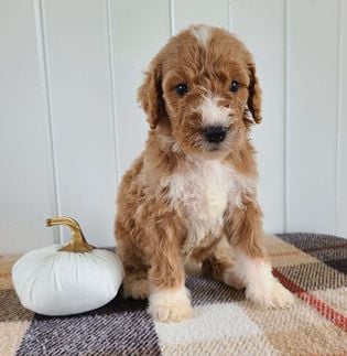 Baxter