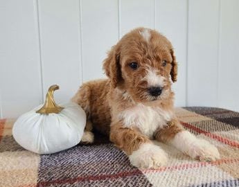 Baxter