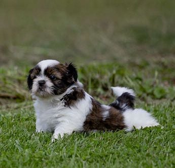 Bella