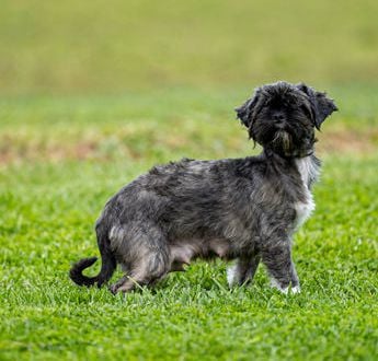 Bella