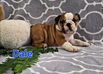 Dale