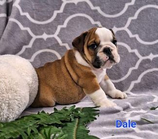 Dale