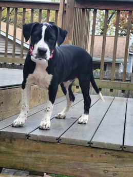 Dottie