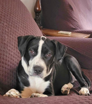 Dottie