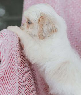 Flynn