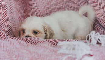 Flynn