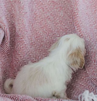 Flynn