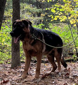 Giant
