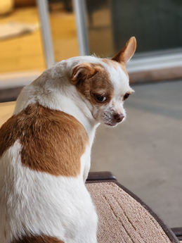Hachi
