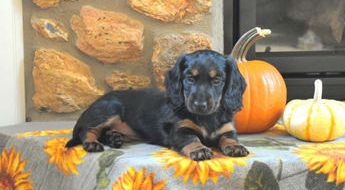 Harper – Mini