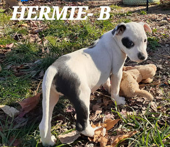 Hermie (9wo, 8lbs)