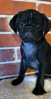 Jax