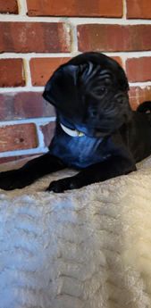 Jax