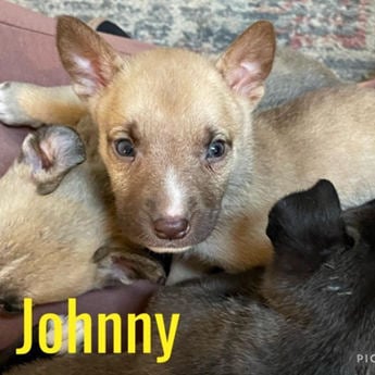 Johnny Rose Puppy Area