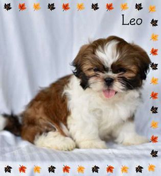 Leo