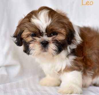 Leo