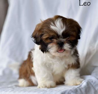 Leo