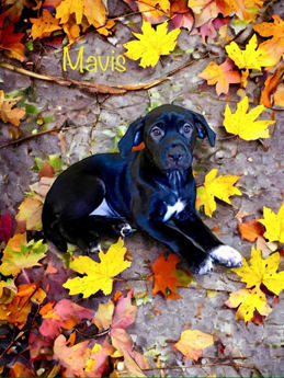 Mavis