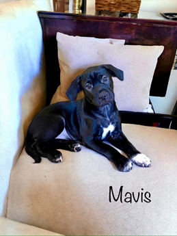 Mavis