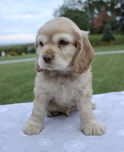 Max