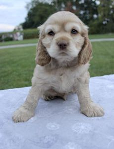 Max